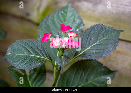 Hydrangea Macrophylla, dunkle Engel rot Stockfoto