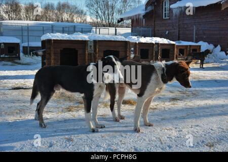 Schlittenhunde in ihren Kennel Ausruhen nach einem hundeschlitten Tour Stockfoto