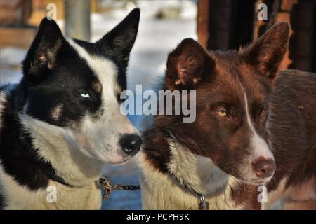 Schlittenhunde in ihren Kennel Ausruhen nach einem hundeschlitten Tour Stockfoto