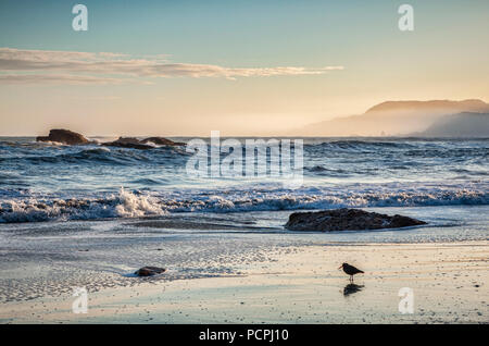 Ein einsamer Austernfischer jagt für Frühstück auf einem wilden Morgen im Specht Bay, Paparoa National Park, West Coast, Neuseeland. Stockfoto