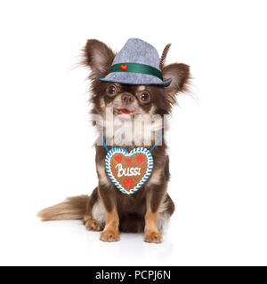 Bayerische chihuahua Hund mit Eigentümer auf weißem Hintergrund, bereit für das Bier feier Festival in München Stockfoto