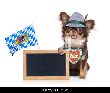 Bayerische chihuahua Hund mit Eigentümer auf weißem Hintergrund, bereit für das Bier feier Festival in München Stockfoto