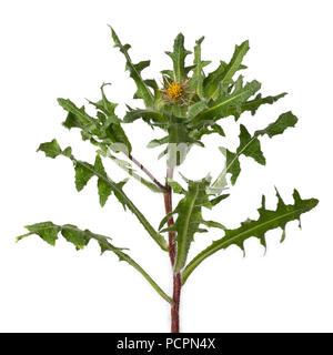 Frische St. Benedict's Distel Pflanze isoliert auf weißem Hintergrund Stockfoto