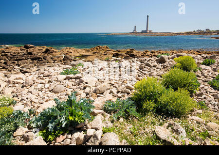 Sea Kale, Crambe maritima wachsen auf den Punkt De Barfleur, Normandie, Frankreich. Stockfoto