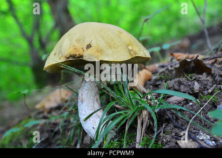 Hazel bolete, leccinum pseudoscabrum auf dem Boden Stockfoto