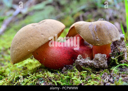 Boletus calopus Pilze auf dem Boden Stockfoto