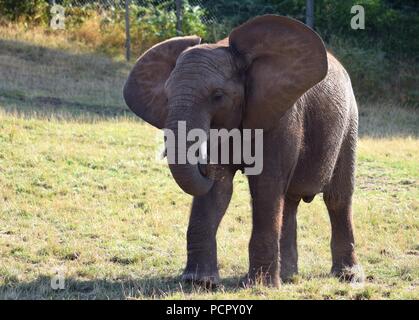 Safari Park Tiere Stockfoto