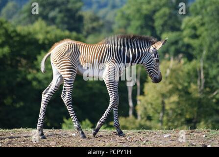 Safari Park Tiere Stockfoto