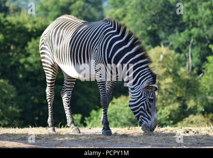 Safari Park Tiere Stockfoto