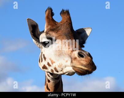 Safari Park Tiere Stockfoto
