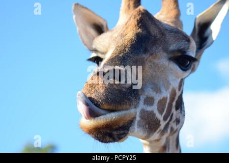Safari Park Tiere Stockfoto