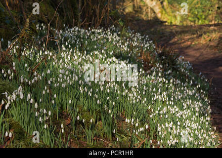 Banken von schneeglöckchen im Norden Hawkwell's Woods nowdrop Valley" in der Nähe von Wheddon Kreuz im Exmoor National Park in Somerset, England, Großbritannien Stockfoto