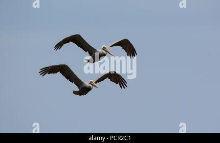 Paar braune Pelikane in der Nähe von einem Strand fliegen in Panama Stockfoto