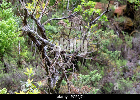 Die azoren Dompfaff, Pyrrhula murina, oder lokal Priolo, ist eine bedrohte Säugetierart im wahren Finch Familie. Stockfoto