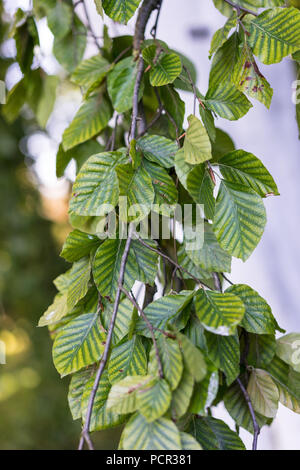 Von Fagus silvatica pendula Buche Nahaufnahme Stockfoto