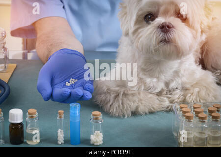 Vet Holding homöopathische Globuli für eine kleine Malteser Hund Stockfoto