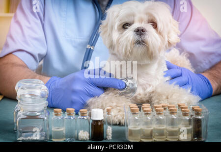 Tierarzt prüfen ein wenig Malteser Hund mit einem Stethoskop Stockfoto