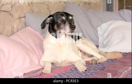 Alter Hund auf einem Sofa mit Kissen und Decke Stockfoto