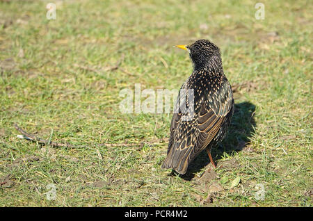 Gemeinsame Star (Sturnus vulgaris) zu Fuß auf Gras in einem Park in Paris. Stockfoto