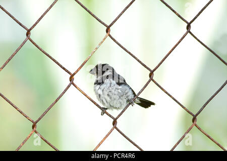 Kleine variable seedeater männlichen thront auf einem Zaun Drähte Stockfoto