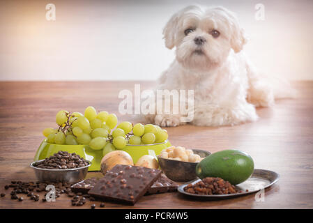 Kleine weiße Malteser Hund und Lebensmittelzutaten giftig für Ihn Stockfoto