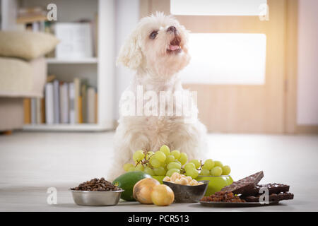 Kleine weiße Malteser Hund und Lebensmittelzutaten giftig für Ihn Stockfoto