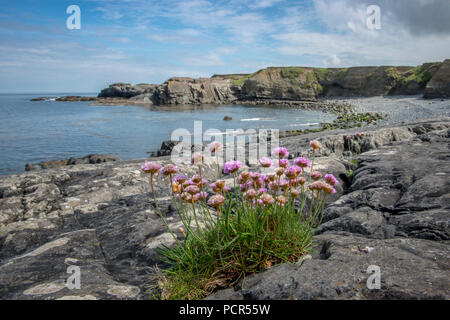 An der felsigen Küste mit rosa Meer thrifts (Armeria maritima), Kilkee, County Clare, Republik von Irland Stockfoto