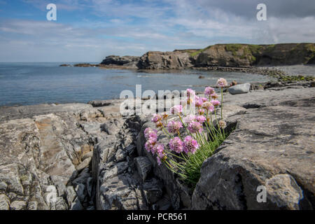 An der felsigen Küste mit rosa Meer thrifts (Armeria maritima), Kilkee, County Clare, Republik von Irland Stockfoto