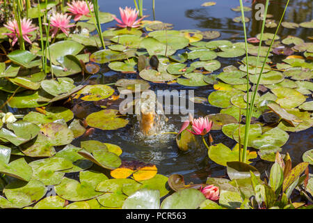 Teich mit blühenden Blumen einer Seerose und einem kleinen Brunnen. horizontales Format. Stockfoto