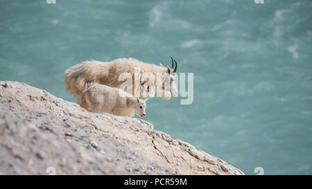 Bergziegen, Oreamnos americanus, Nanny und Kid, Jasper National Park, Alberta, Kanada Stockfoto