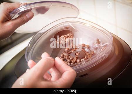 Hinzufügen von Kaffeebohnen in die Schleifmaschine in der Kaffeemaschine gebaut Stockfoto