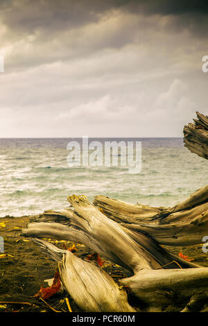 Abgebrochene Trunks auf dem Strand, Vanuatu Stockfoto