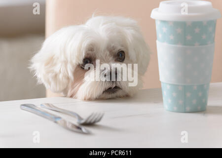 Niedlichen weißen Hund Malteser sitzt auf einem Stuhl am Tisch und Betteln Stockfoto