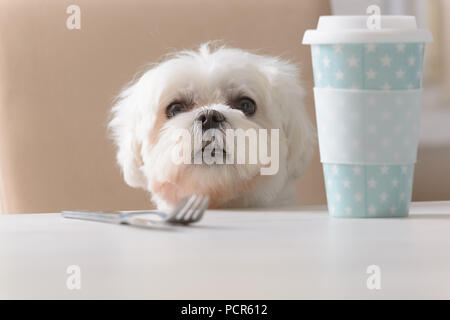 Niedlichen weißen Hund Malteser sitzt auf einem Stuhl am Tisch und Betteln Stockfoto