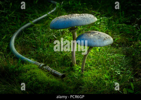 Große Pilze bei Nacht mit Gartenschlauch Stockfoto