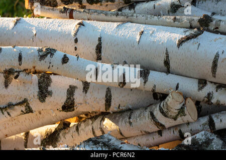 Stapel von frisch geschnittenen Birke Baumstämme leuchtet am späten Nachmittag Sonne. Stockfoto