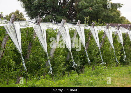 Frankreich, MONTGIBAUD - Juli 16, 2018: Ein Apple Orchard mit weißen Netze als Schutz gegen Hagel, Stürme und andere Wetterbedingungen. Stockfoto