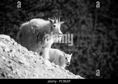 Bergziegen, Oreamnos americanus, Nanny und Kid, Jasper National Park, Alberta, Kanada Stockfoto