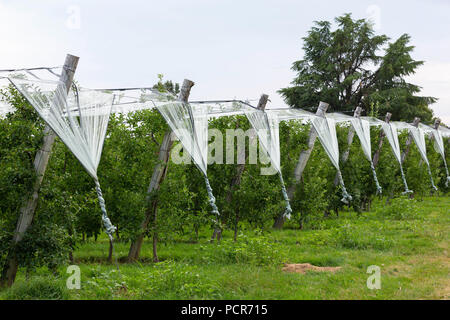 Frankreich, MONTGIBAUD - Juli 16, 2018: Ein Apple Orchard mit weißen Netze als Schutz gegen Hagel, Stürme und andere Wetterbedingungen. Stockfoto