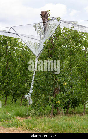 Frankreich, MONTGIBAUD - Juli 16, 2018: Ein Apple Orchard mit weißen Netze als Schutz gegen Hagel, Stürme und andere Wetterbedingungen. Stockfoto