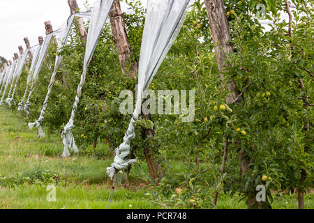 Frankreich, MONTGIBAUD - Juli 16, 2018: Ein Apple Orchard mit weißen Netze als Schutz gegen Hagel, Stürme und andere Wetterbedingungen. Stockfoto