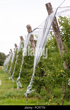 Frankreich, MONTGIBAUD - Juli 16, 2018: Ein Apple Orchard mit weißen Netze als Schutz gegen Hagel, Stürme und andere Wetterbedingungen. Stockfoto