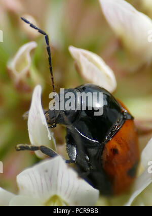 Käfer am Tisch Stockfoto