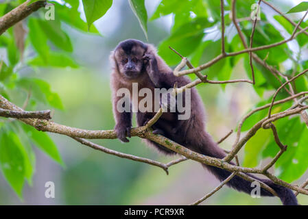 Schwarze Kapuziner Affen (Sapajus nigritus) im brasilianischen Atlantischen Regenwald. Stockfoto