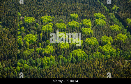 Mischwald im Frühling, frisch grün, Laubwald, Nadelwald, Hürtgenwald, Eifel, Nordrhein-Westfalen, Deutschland Stockfoto