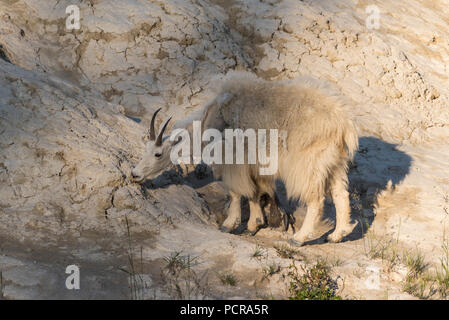 Bergziegen, Oreamnos americanus, Jasper National Park, Alberta, Kanada Stockfoto