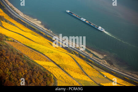 Bank Rheintal mit Weinbergen und Blätter im Herbst, steile Weinberge Links, Pfade im Weinberg, Boppard, Rhein, Rheinland-Pfalz, Deutschland Stockfoto