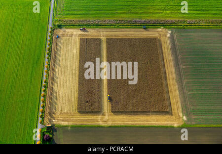 Maisfeld, Mais Ernte, Mähdrescher auf dem Maisfeld, Landwirtschaft, rechteckiges Feld, Feld an der Straße, Dortmund, Ruhrgebiet, Nordrhein-Westfalen, Deutschland Stockfoto
