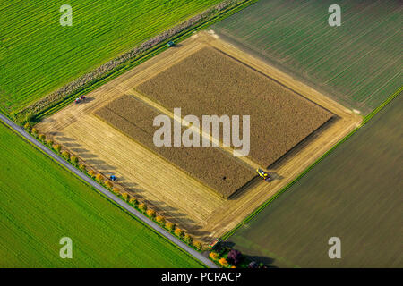 Maisfeld, Mais Ernte, Mähdrescher auf dem Maisfeld, Landwirtschaft, rechteckiges Feld, Feld an der Straße, Dortmund, Ruhrgebiet, Nordrhein-Westfalen, Deutschland Stockfoto