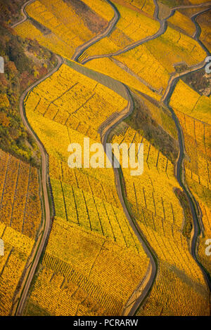 Bank Rheintal mit Weinbergen und Blätter im Herbst, steile Weinberge Links, Pfade im Weinberg, Boppard, Rhein, Rheinland-Pfalz, Deutschland Stockfoto